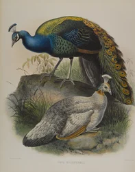 Pavo nigripennis - Páv s černými rameny