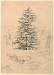 Kresba, Studie jedlovce, North Conway, New Hampshire, 6. srpna 1855