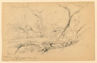 Maple Trunk, Přes Old Logging Road, Dalton