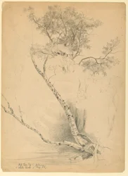 Old Elm Top a White Birch, North Conway, New Hampshire