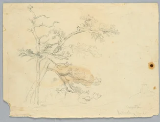 Studie dvou borovic, Catskill Mountains
