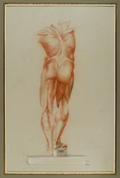 Écorché (Figure Study of Musculature), c.1848 (křída a grafit na papíře)