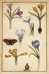Šafrán jarní, Crocus vernus, a babočka paví oko, Aglais io