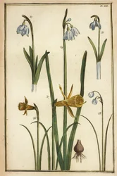 Divoký narcis, Narcissus pseudonarcissus a sněženky, Galanthus nivalis