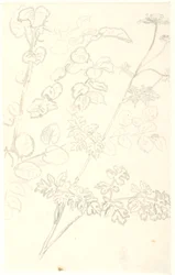 Studie rostlin