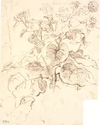 Studie rostlin