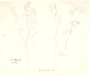 Studie rostlin