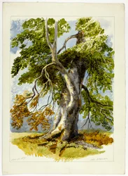 Zakořeněný strom