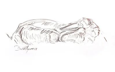 Zajíc ležící, 2012 (kontepastel na papíře)