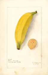 Banány ( Musa: Purple Banana) (akvarel)