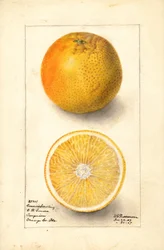 Connersovy sazenice pomerančů ( Citrus sinensis) (akvarel)