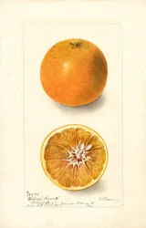 Pomeranče (Citrus sinensis: Bishops Favorite) (akvarel)
