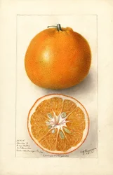 Pomeranče (Citrus sinensis: Thornton č. 5) (akvarel)