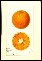Pomeranče. Citrus sinensis: (akvarel na papíře)