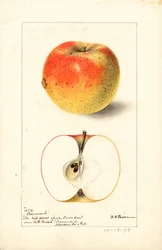 Jablka Tecumseh ( Malus domestica) (akvarel)