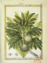 Chlebovník (Artocarpus altilis), akvarel od Delahaye