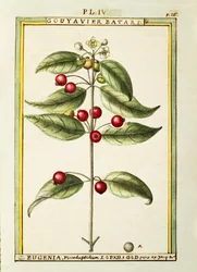 Štětec Cherry (Eugenia pseudo-pridium), akvarel od Delahaye