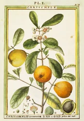 Chrysomele (Chrysomelis senticosa), akvarel od Delahaye