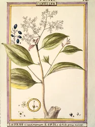 Skořice (Laurus cinnamomum), akvarel od Delahaye