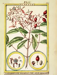 Hřebíček (Caryophyllus Aromaticus), akvarel od Delahaye