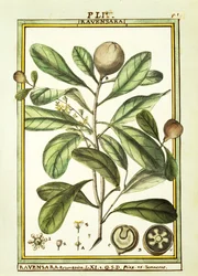Cryptocarya Aromatica, akvarel od Delahaye