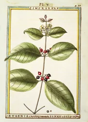 Eugenia Carthage, akvarel od Delahaye