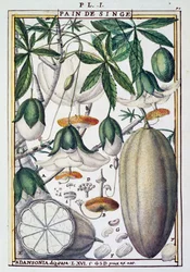 Plody a květy stromu baobab (Adansonia digitata) od Delahaye, z Florindie nebo Historie fyzikálně-ekonomické des Vegetaux de la Torride