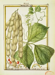 Glycine Rhomboidalis, akvarel od Delahaye