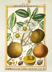 Mammee apple (Mammea americana), akvarel od Delahaye