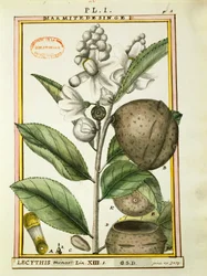 Opičí hrnec Nut (lecythis minor), akvarel od Delahaye