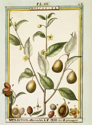 Muškátový oříšek (Myristica fragrans nebo officinalis), akvarel od Delahaye