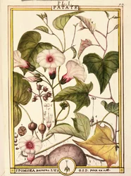Sladký brambor (Ipomea batatas), od Delahaye, akvarel
