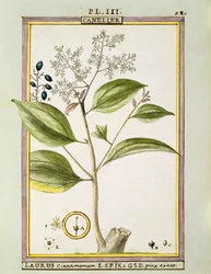 Pravá skořice (Cinnamomum Verum), akvarel od Delahaye