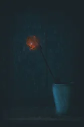 Zářivě červený květ