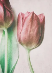 Tulipány v jemných odstínech růžové