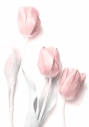 Jemně růžové tulipány