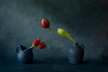 Elegantní zátiší s tulipány