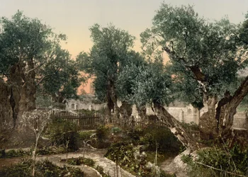 Getsemanská zahrada, Jeruzalém, Svatá země, kolem 1890-1900 (fotochromovaný tisk)