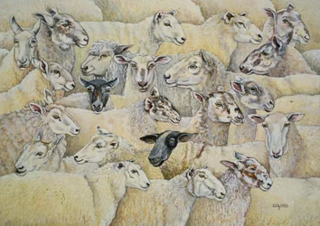 Ovce-přikrývka
