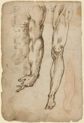 Anatomické studie (perem a hnědou tuší s červenou křídou v druhé ruce)