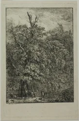 Velký strom