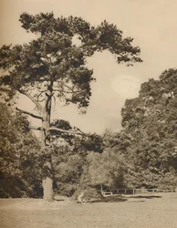 V Hadley Woods, zbytek starého královského loveckého lesa Enfield Chase, c1935.