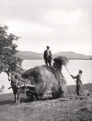 Nakládání sena na vůz na břehu jezera Loch Lomond, Skotsko, 1924-1926.