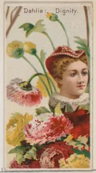 Jiřina: Důstojnost, ze série Květinové krásy a řeč květin N75 pro vévodu br..., 1892.