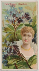 Heliotrop: Devotion, ze série Květinové krásy a řeč květin N75 pro Du..., 1892.