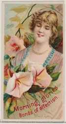 Morning Glories: Bonds of Affection, ze série Floral Beauties and Language of Flowe..., 1892.