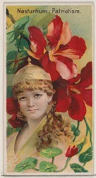 Nasturtium: Patriotism, ze série Květinové krásy a řeč květin N75 pro ..., 1892.