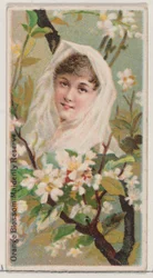 Orange Blossom: Maidenly Reserve, ze série Květinové krásy a řeč květin ..., 1892.