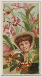 Orchid: Důvěra, ze série Květinové krásy a řeč květin N75 pro Duke bran..., 1892.