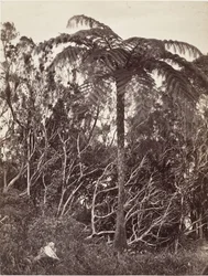 Stromová kapradina, 1863.